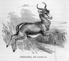 Antelope Black And White Image